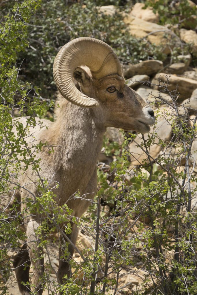 Banquet Tickets Utah Wild Sheep Foundation